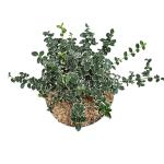 Euonymus fort. 'Emerald Gaiety'