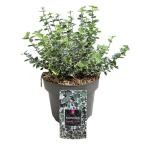 Euonymus fort. 'Emerald Gaiety'