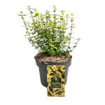 Euonymus fort. 'Emerald 'n' Gold'