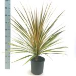 Cordyline aus. 'Torbay Dazzler'