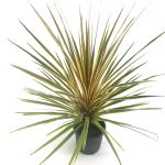 Cordyline aus. 'Torbay Dazzler'