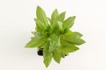 Lychnis chalcedonica