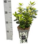 Euonymus jap. Mikajo