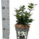 Euonymus jap. Mikajo