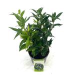 Sarcococca h. Winter Gem