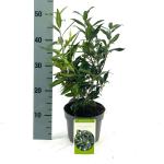 Sarcococca h. Winter Gem