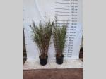 Fargesia nitida 'Black Pearl'
