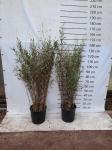 Fargesia nitida 'Black Pearl'