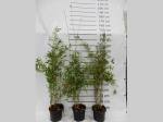 Fargesia 'Obelisk'