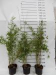 Fargesia 'Obelisk'