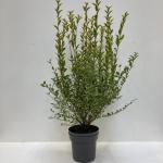 Ligustrum oval. 'Aureum'