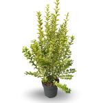 Ligustrum oval. 'Aureum'