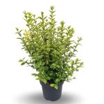 Ligustrum oval. 'Aureum'