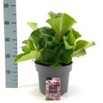 Bergenia cordifolia, leverbaar