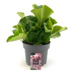 Bergenia cordifolia, leverbaar
