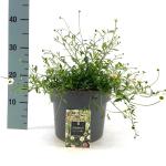 Erigeron karvinskianus, leverbaar