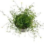 Erigeron karvinskianus, leverbaar