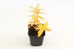 Lythrum salicaria