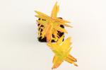 Lythrum salicaria