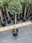 Prunus lusitanica 'Angustifolia', kroon