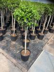 Prunus lusitanica 'Angustifolia', kroon