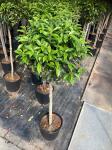 Prunus lusitanica 'Angustifolia', kroon