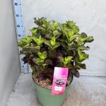 Hydrangea m. Magical Amethyst