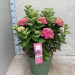 Hydrangea m. Magical Amethyst