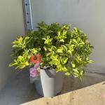 Hydrangea m. 'Ningbo', paars