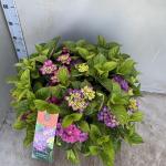 Hydrangea m. 'Ningbo', paars