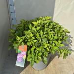Hydrangea m. 'Ningbo', paars