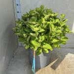 Hydrangea m. 'Ankong'