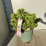Hydrangea m. Magic. Revolution Pink