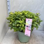 Hydrangea m. Magic. Revolution Pink