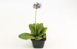 Primula dent. 'Lilac'