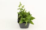 Salvia nem. 'Schneehügel'