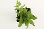 Salvia nem. 'Schneehügel'