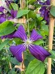 Clematis 'Etoile Violette', 3 stok