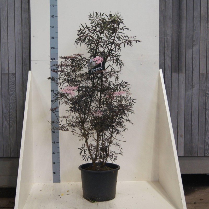 Sambucus nigra Black Lace