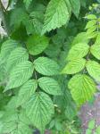 Rubus cockburnianus, 3 stok