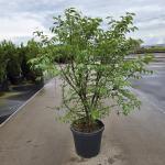 Euonymus alatus