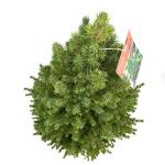 Picea gl. 'Conica'