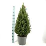 Picea gl. 'Conica'