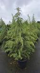 Cedrus deodara
