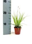 Carex oshim. Evercolor Everest