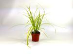 Carex oshim. Evercolor Everillo