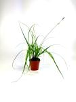 Carex oshim. Evercolor Everlime