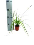Carex oshim. Evercolor Everlime