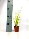 Carex oshim. Evercolor Eversheen