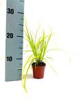 Carex oshim. Evercolor Eversheen